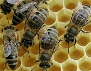 ООН подтверждает: гибель пчел - глобальный феномен