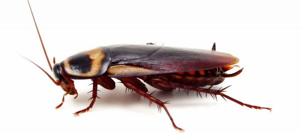 Это загадочное, почти мистическое насекомое - таракан!