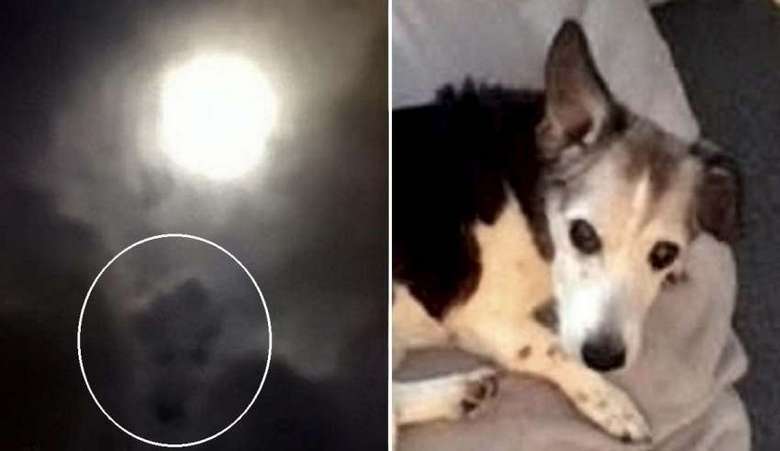 На фото полной луны женщина увидела мордашку своей любимой собаки
