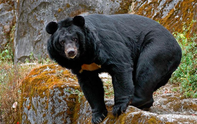От холода и голода потерявшегося ребенка спас черный медведь