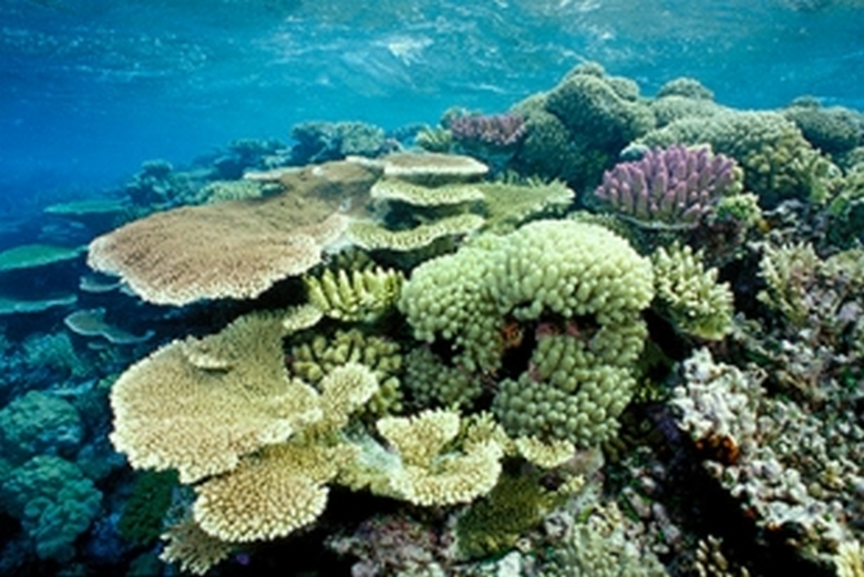 Ученые учатся заселять мертвые коралловые рифы