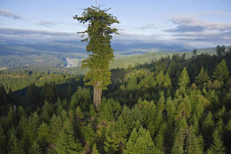 Самые необычные деревья в мире" />


