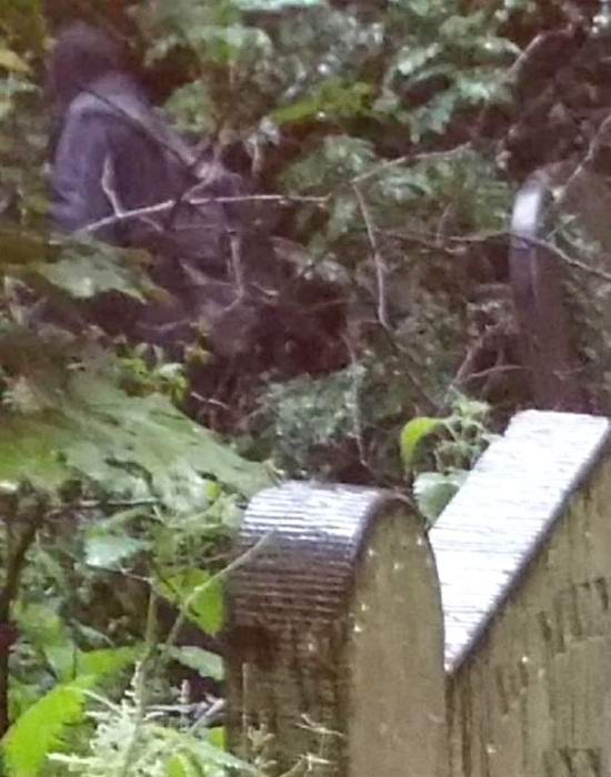 Туристка сфотографировала ведьму на английском кладбище