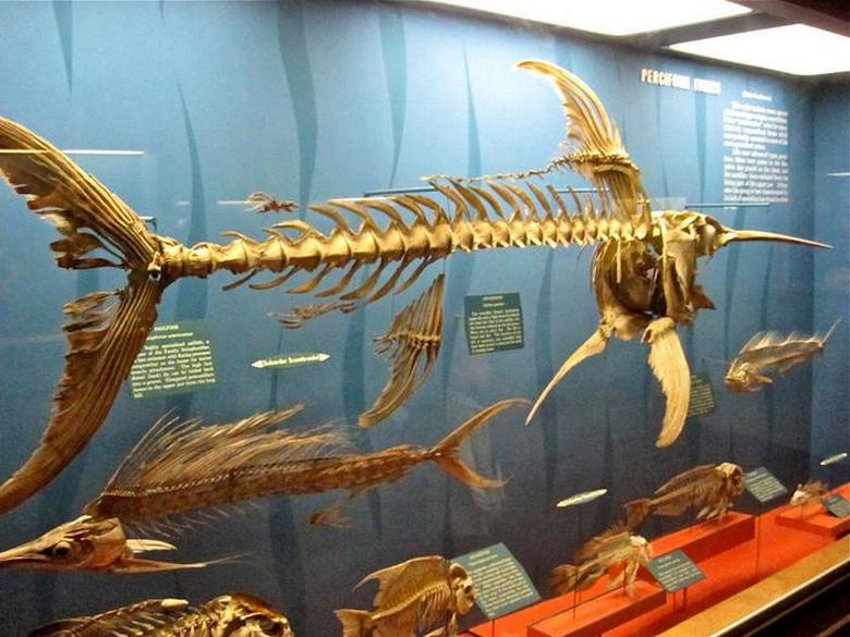 Удивительное создание моря: живой таран рыба-меч