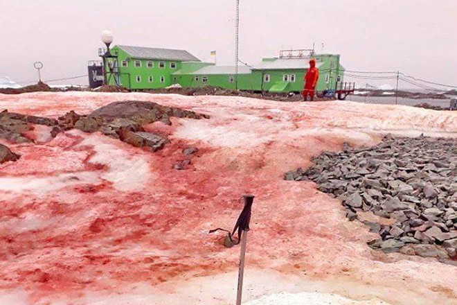 В Антарктиде снег окрасился в красный цвет