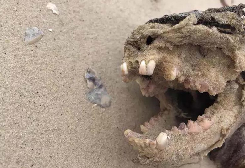Странное существо выбросило на пляж Чарльстона