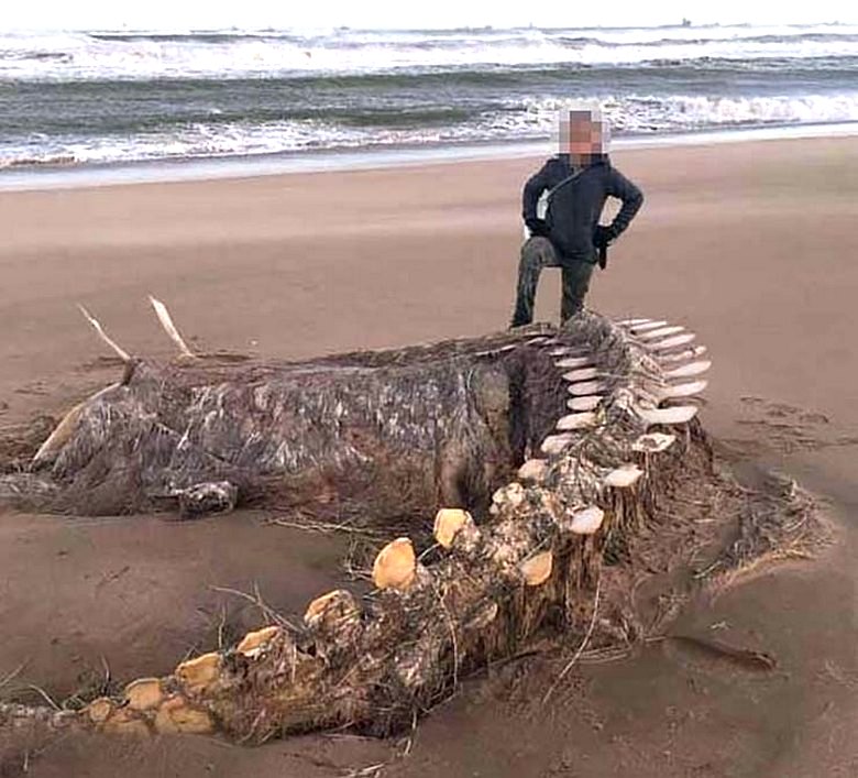 Скелет таинственного зверя обнаружили после шторма на шотландском пляже
