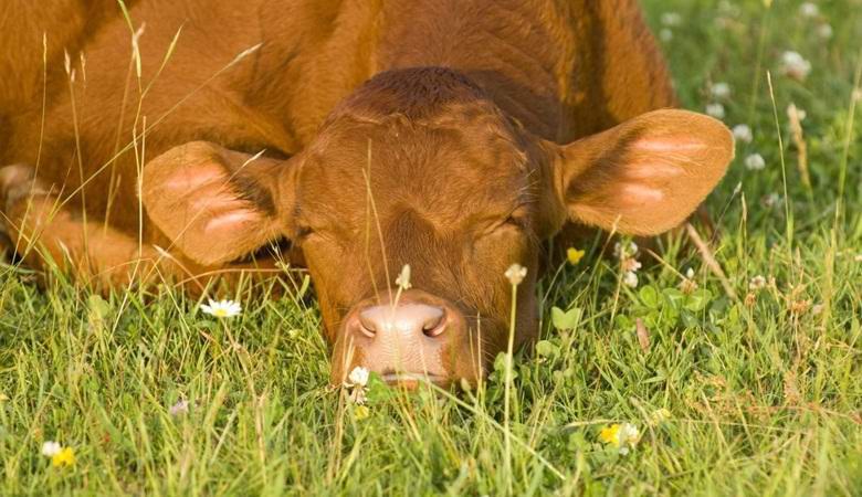 Загадочному поведению коров во Франции нашли объяснение: виной всему оказались ВИЭ