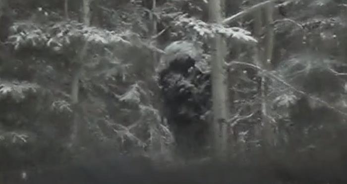 Камера авторегистратора засняла огромного бигфута, скрывающегося среди деревьев (ВИДЕО)