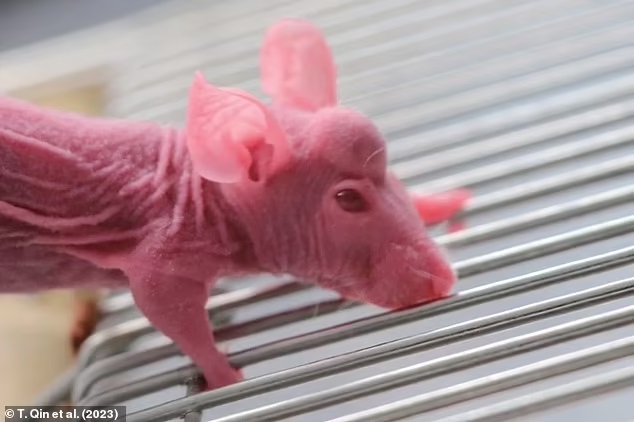 Ученые вырастили рога на лбах мышей путем трансплантации стволовых клеток оленя
