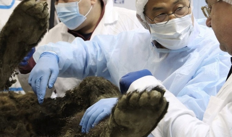 Ученые выяснили возраст древнего медведя, найденного в вечной мерзлоте