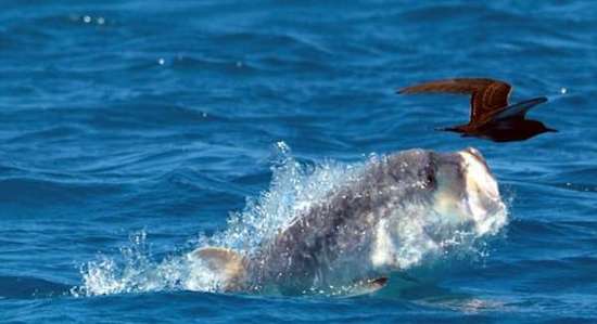 Хищная рыба тревалли – охотник на птиц и даже дельфинов