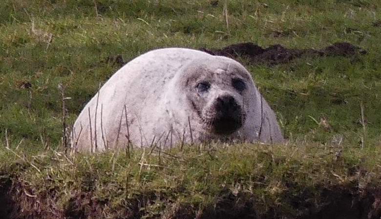 Тюлень «телепортировался» на 100 километров от океана