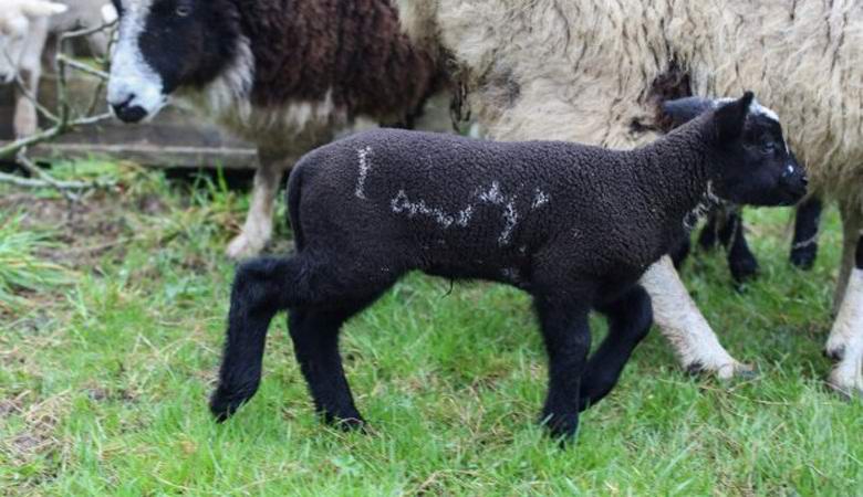 В Англии родился ягненок с необычной надписью на боку