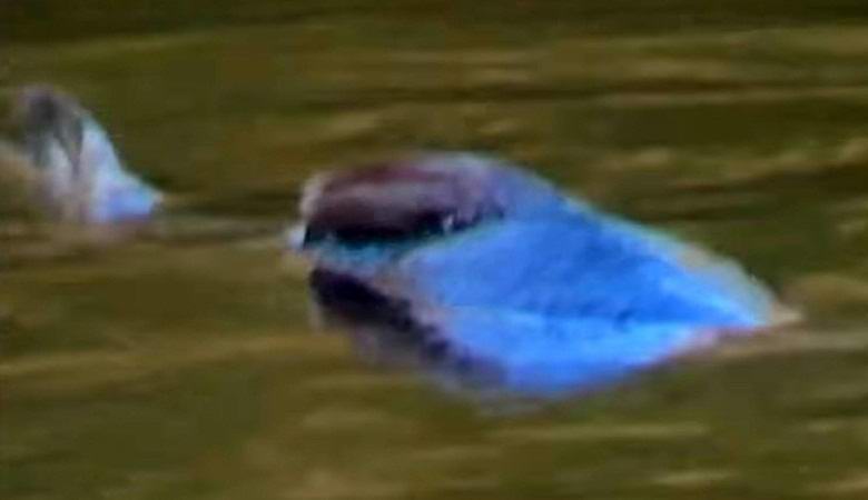 Голубого озерного монстра заметили в Северной Каролине