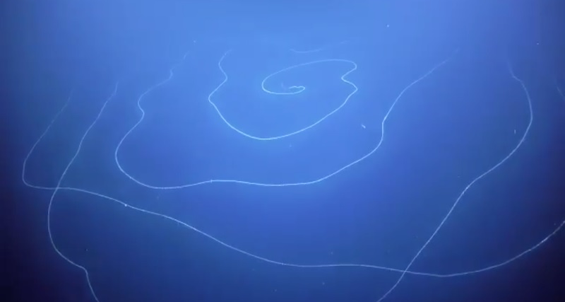 Ученые засняли на видео гигантскую сифонофору