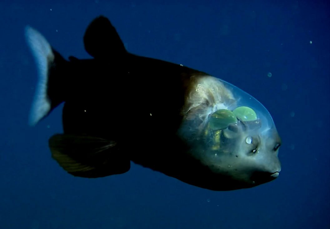 Рыбы-невидимки засняты учеными на видео