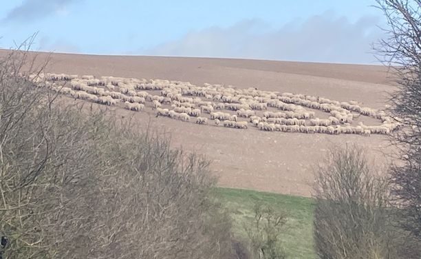 Сотни овец выстроились в ровный круг на поле