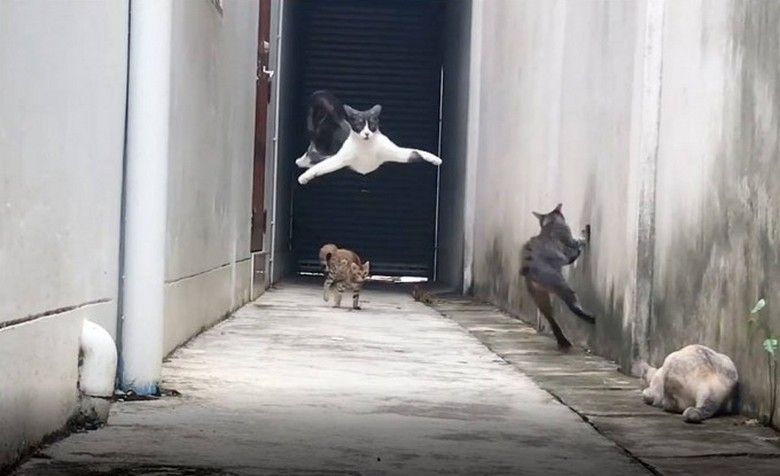 Группа котов подстерегла своего обидчика в подворотне – и вот что из этого вышло