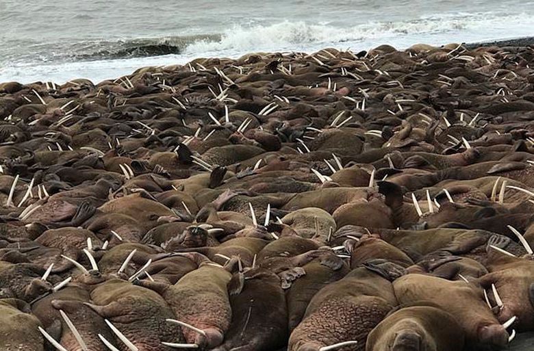 Тысячи моржей оккупировали морское побережье Аляски