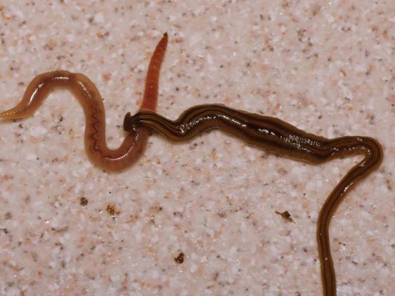 Хищные черви могут привести к биологической катастрофе в Европе