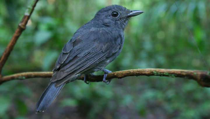 Ученые выяснили, почему в Амазонии в стаи собираются птицы разных видов
