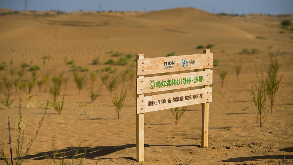 Китайская пустыня Му-Ус за 60 лет превратилась в оазис