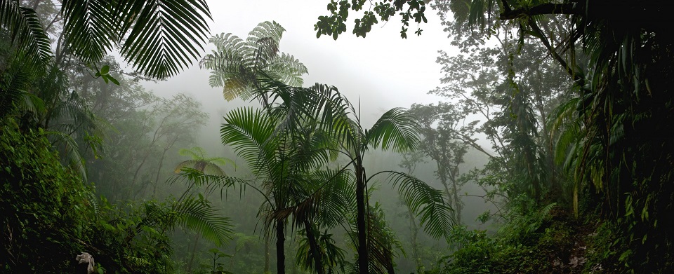 Ледниковый период начинается с тропических лесов