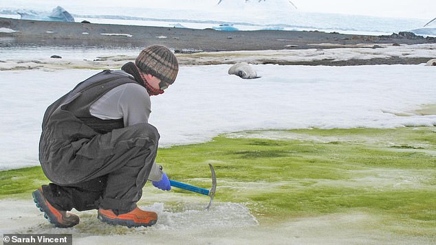 Антарктида начинает зеленеть, а пингвины этому способствуют