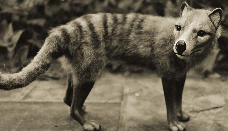 Тилацин сумчатый волк фото
