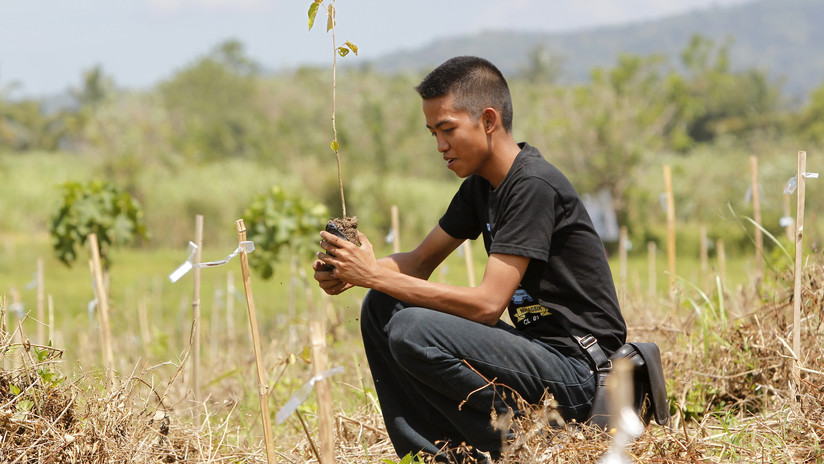 На Филиппинах принят закон: учащиеся и студенты должны перед выпуском посадить по 10 деревьев