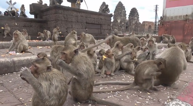 Голодные обезьяны захватили таиландский город