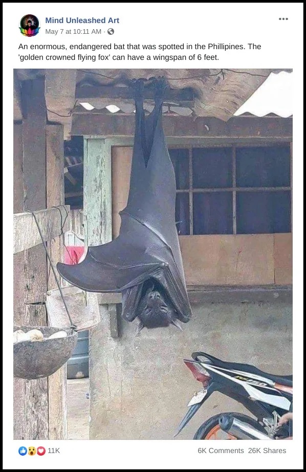 Фото летучей мыши размером с человека напугало пользователей Сети