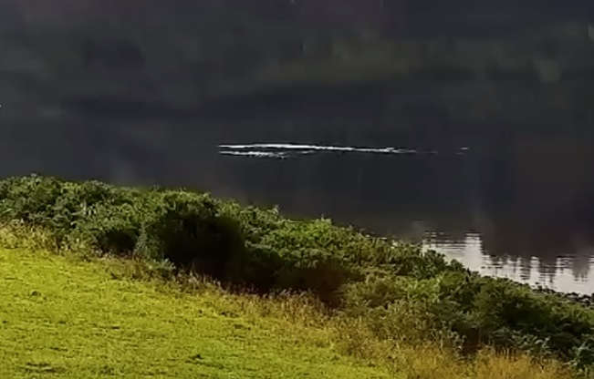 Очевидец запечатлел загадочное существо на озере Лох-Несс