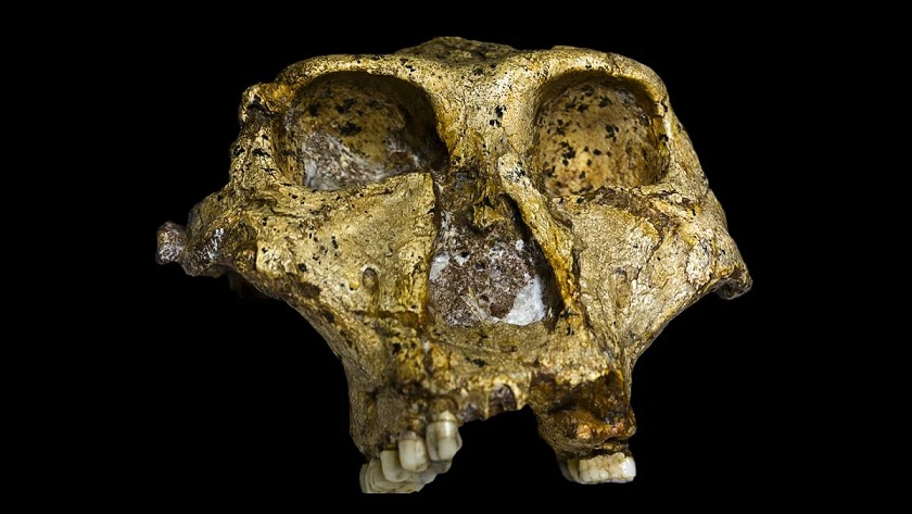 Ученые извлекли генетические данные из окаменелых зубов возрастом 2 миллиона лет