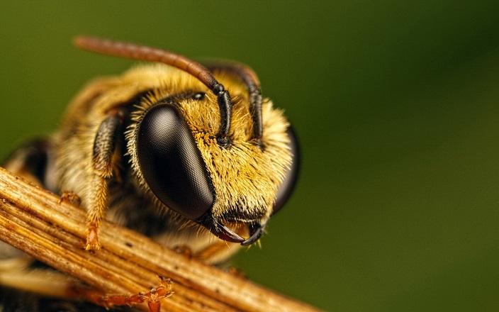 Мозг пчел помогает ученым создавать модели принятия решений для роботов