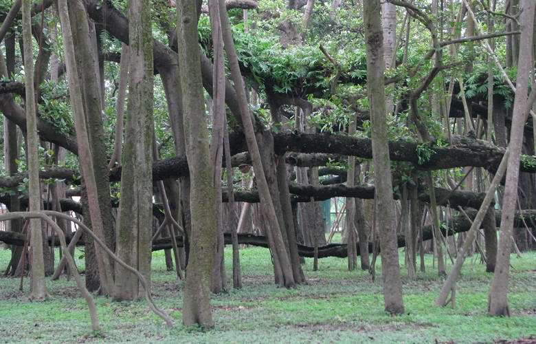 Удивительный индийский лес, состоящий из одного-единственного дерева