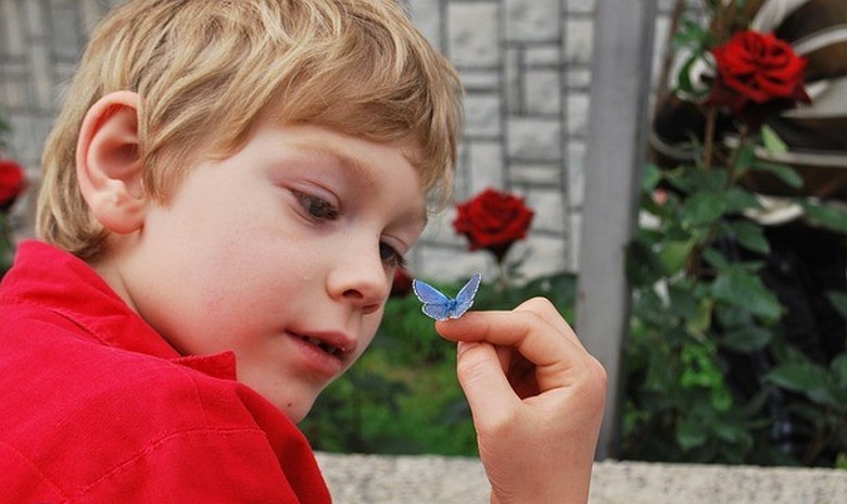 Юноша, влюбленный в бабочек, после смерти посылает через них привет своей сестре