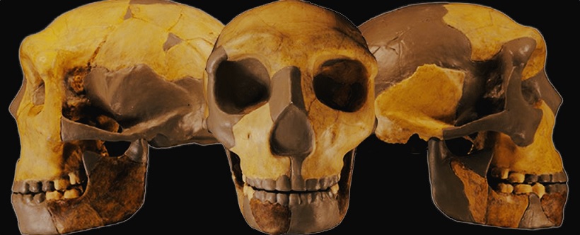 Китайские палеонтологи обнаружили неизвестный вид древнего человека