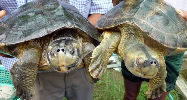 Ученые спасли от исчезновения «улыбающихся» бирманских черепах