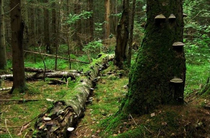 Мончаловский лес