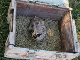 Болгарский фермер нашел череп оборотня