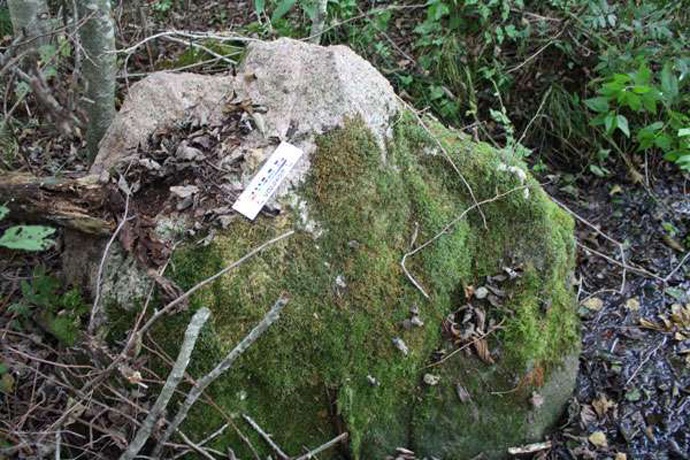 Кричащий и движущийся камень в белорусском лесу