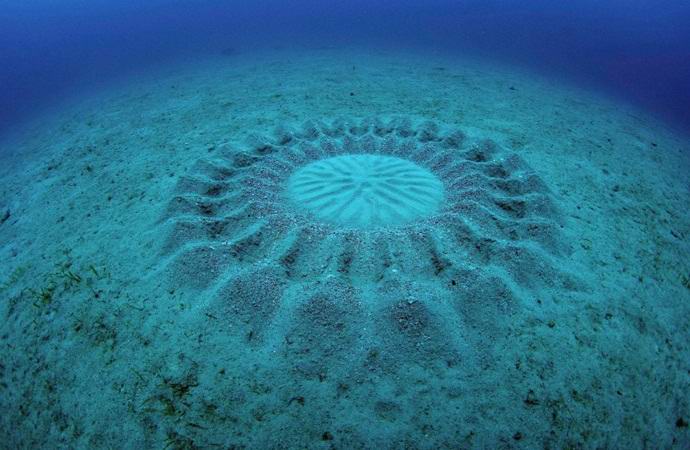 Кто оставляет загадочные круги на дне океана?
