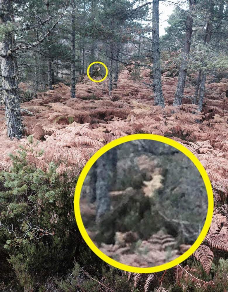 Шотландка сфотографировала Смерть в лесу