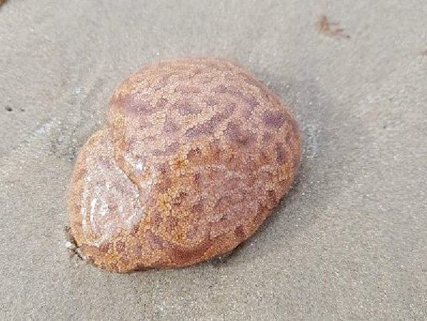 В Тасмании на пляже обнаружили «человеческий мозг», от касания к которому немеют конечности" />


