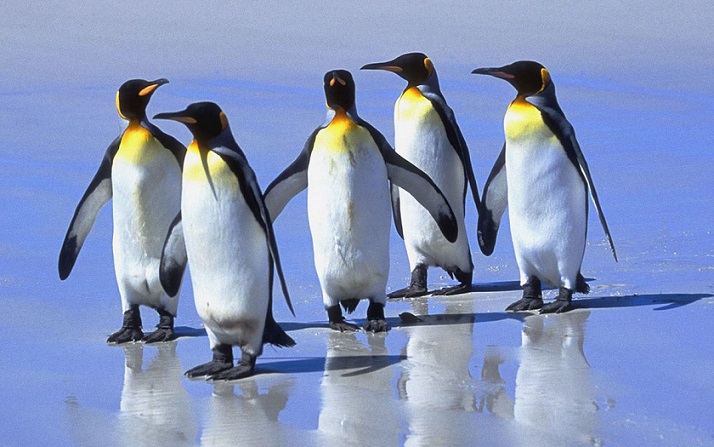 Ученые в недоумении: королевские пингвины обнаружились в Африке" />


