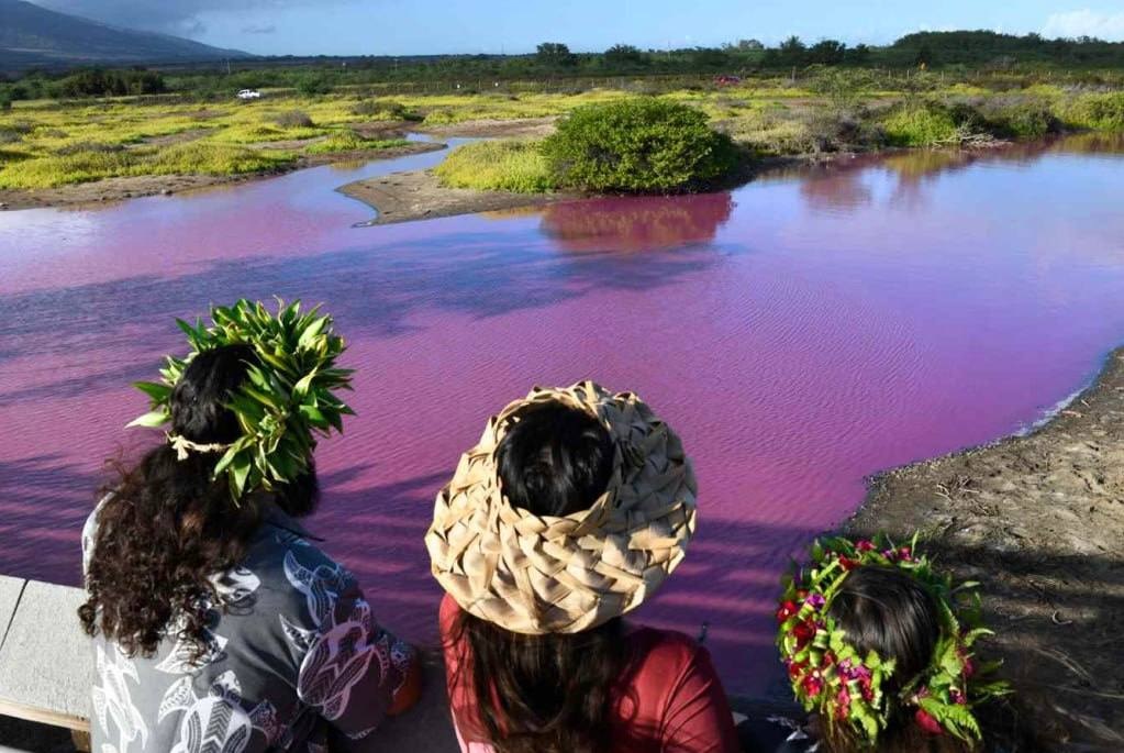 Пруд в Гавайском заповеднике приобрел ярко-розовый оттенок