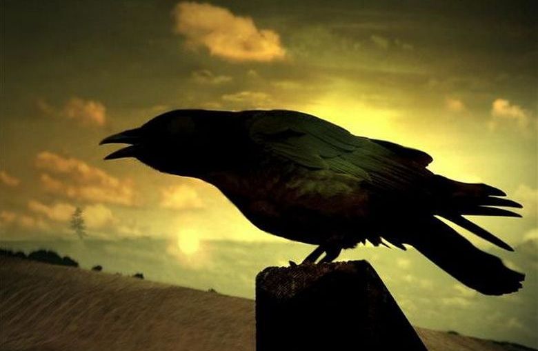 Загадочные животные и птицы - предвестники смерти