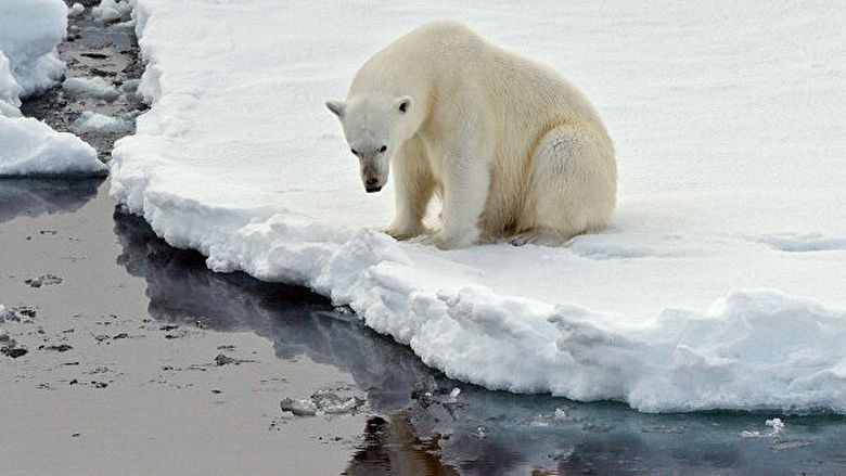 Глобальное потепление больше опасно для истинных ученых, чем для белых медведей" /></p>
<p>» width=»800″>Фото из открытых источников</p>
<p>В Сети интернет масса материалов, в том числе и видео (смотрите одно из них ниже), рассказывающих о том, как от глобального потепления страдают в Арктике белые медведи, как резко сокращается их численность, и что, скорее всего, этот вид животных вскоре вообще исчезнет с лица нашей планеты. Но так ли это?<br />
Совсем иного мнения об этом профессор-зоолог Университета Виктории (Канада) Сьюзен Крокфорд. За 15 лет изучения жизни белых медведей ученая кропотливо и настойчиво доказывала, что проблема с этими животными высосана из пальца для подтверждения мифического глобального потепления и его апокалиптических последствий.</p>
<p>Чего стоит фундаментальный труд Сьюзен Крокфорд  «Катастрофа, которой никогда не было», где она приводит массу доказательств обратного, например, что Международная Красная книга дает совсем иные сведения, согласно которым, на сегодня популяция белых медведей составляет не менее 30 тысяч особей, хотя сторонники глобального потепления трубят в прессе, в интернете об оставшихся нескольких тысячах, а то и сотнях этих животных. А научный блог зоолога «Белый медведь» — лучшая демонстрация несоответствие того, что есть на самом деле, и что нам вдалбливают в головы в угоду придуманного глобального изменения климата, на устранение последствий которого в мире тратятся десятки миллиардов долларов – и они уходят неизвестно куда.</p>
<p>Впрочем, можно догадываться куда, особенно после того, как профессор Сьюзен Крокфорд после 15 лет безупречной работы была уволена из Университета Виктории. Вице-президент учебного заведения Мишель Паркин даже не скрывает, что это увольнение связано с ее исследованием жизни белых медведей, которое опровергает мировую доктрину о серьезных последствиях изменения климата на Земле. Парадокс, не правда ли?</p>
<p>Мы уже не раз писали, что глобальное потепление было придумано для выкачивания на это дело огромных средств, поэтому остановить данную пропаганду, не говоря уже о том, чтобы превратить всякую истерию и привлечь к ответственности лиц, занимающиеся ее разжиганием, бесполезное дело. Вспомните, какой критике подвергся американский президент Дональд Трамп, который попытался прекратить все это, назвав глобальное потепление бредом сивой кобылы. Что уж тут говорить о профессоре Сьюзен Крокфорд, которая посмела в своих научных трудах противоречить уже устоявшемуся мнению мировых ученых, бизнесменов, политиков и так далее, зарабатывающих на этом миллиарды долларов?</p>
<p><center class=